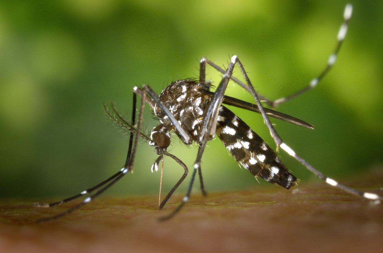 C:\Users\User\Downloads\tiger-mosquito-49141_1920.jpg