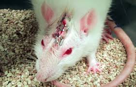 Image result for peta campaigning against animal testing