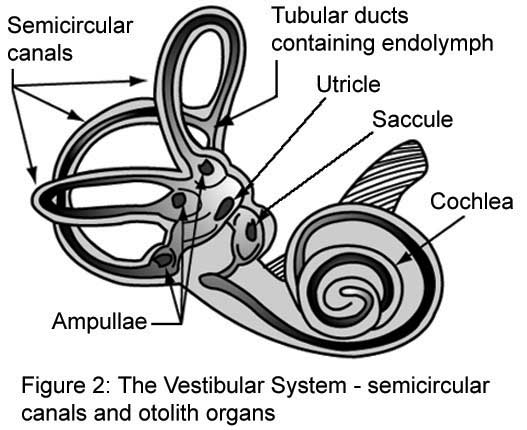 The Vestibular System - Letizia's Aviation Website