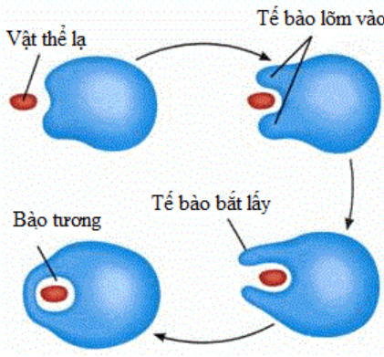 Quá trình thực bào - nhập bào và xuất bào