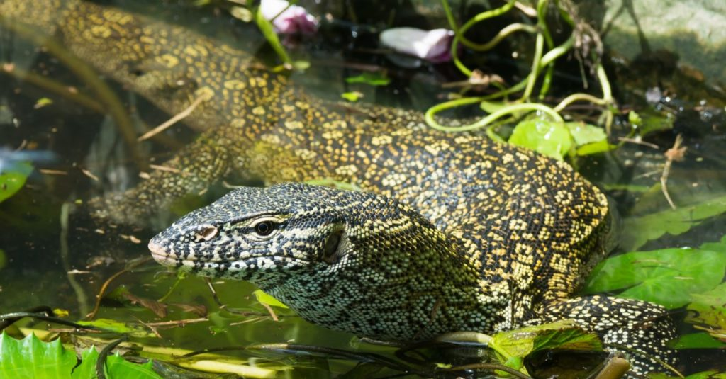Discover 10 Invasive Lizards (Most are in Florida!) - IMP WORLD