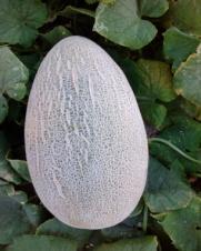 Melone und ihre Eigenschaften – Qualitätslandwirtschaft