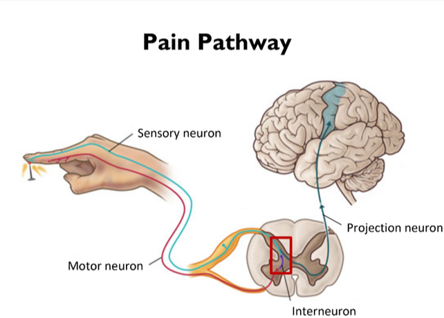 The Pain Pathway - HUMAN LIMITS