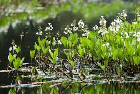 bog bean