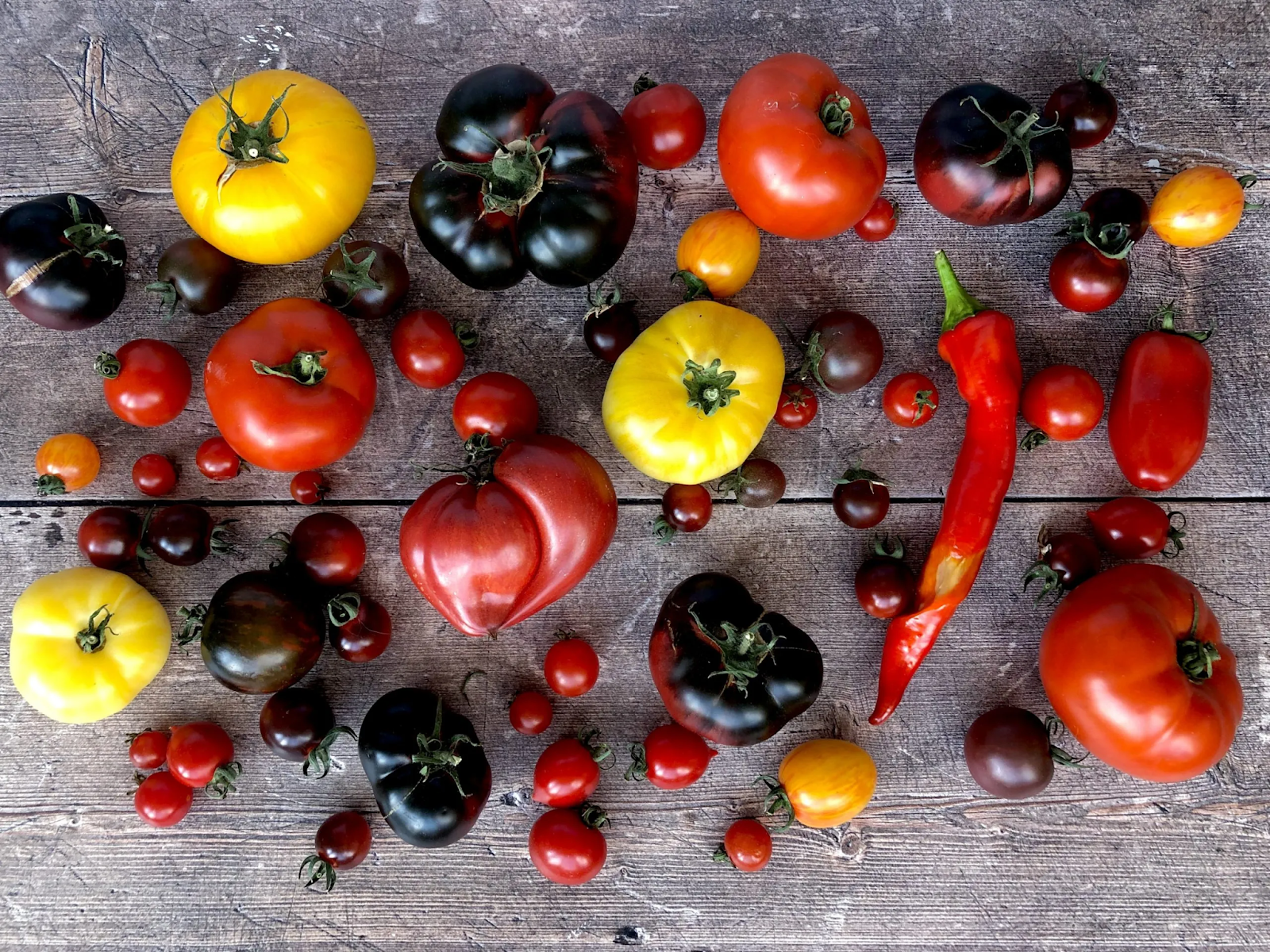 Heirloom tomatoes stay true to their heritage