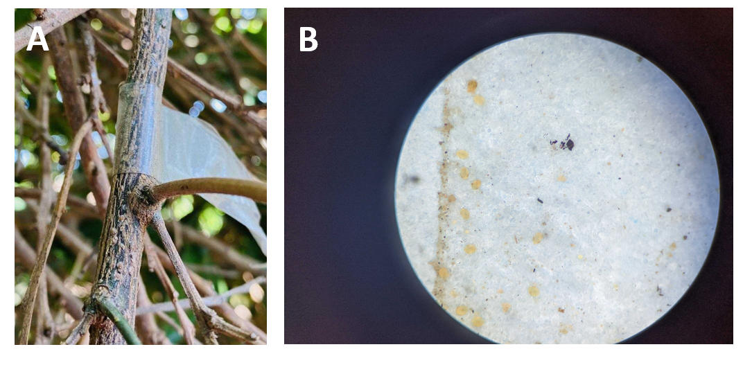 Fig 5. Back up your phenology models with scouting and trapping for different life stages of CRS. (A) crawler tape (B) crawlers caught on tape