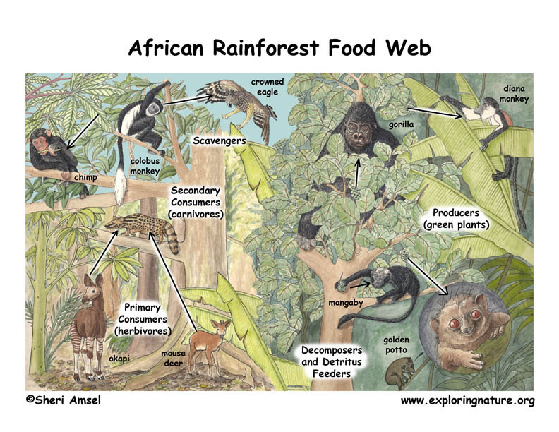african_rf_foodweb72.jpg