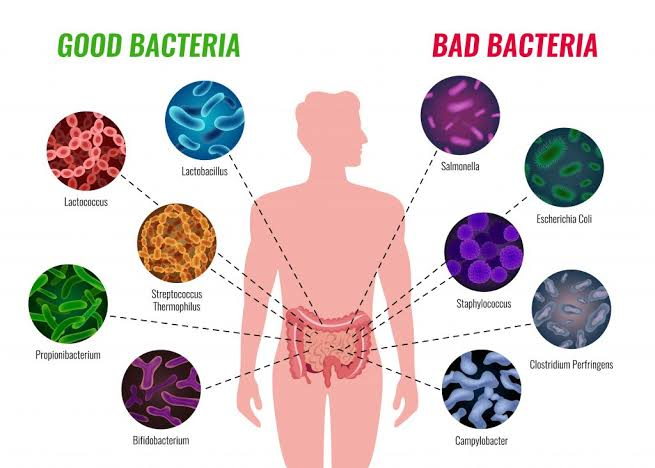 Bacteria