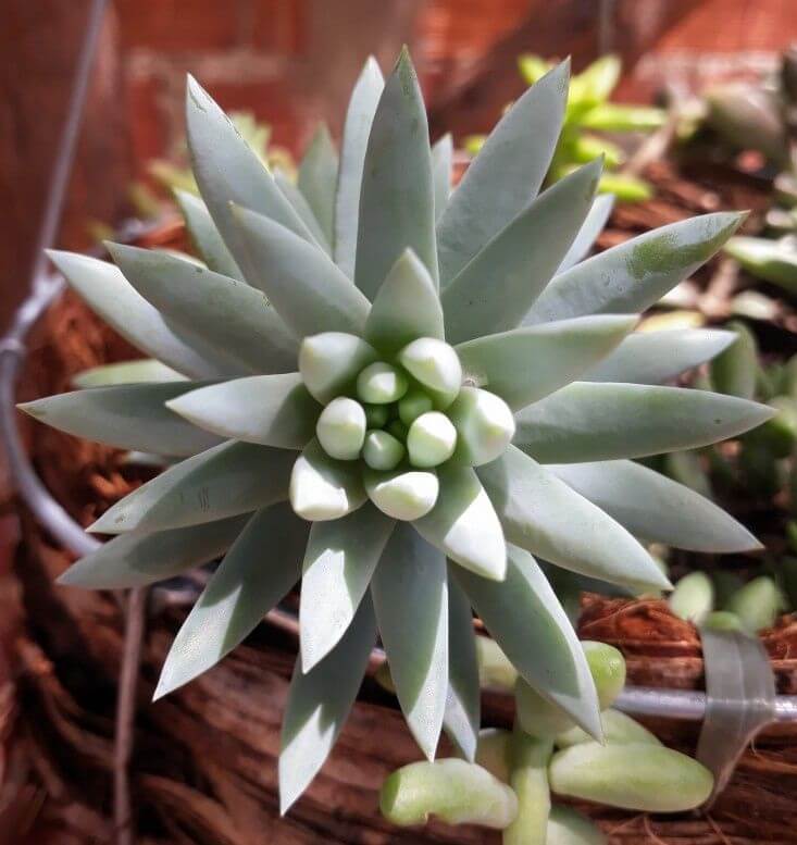 Cuidados Dudleya