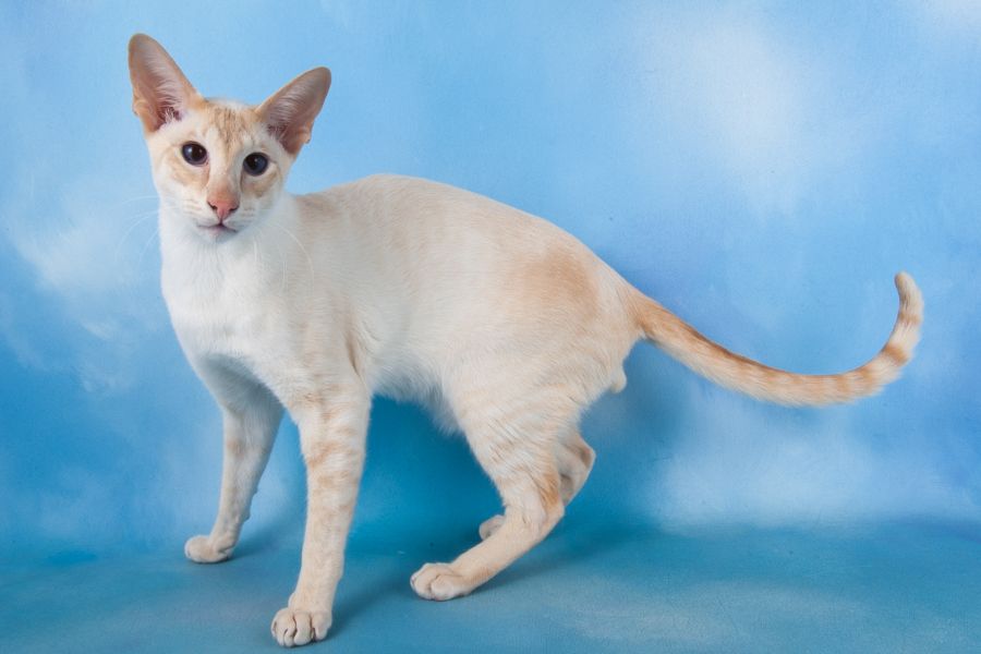 Apricot  point siamese cat