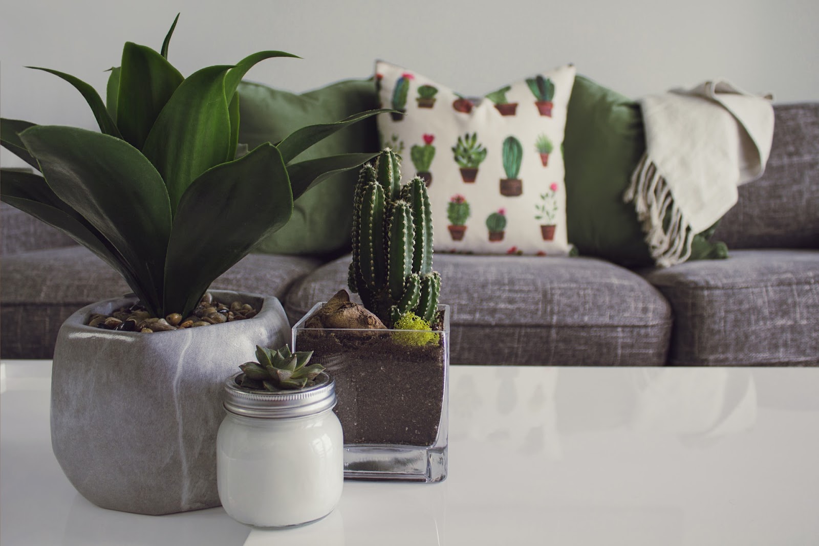 indoor potted plants kept on the table in the home to create a calm living space