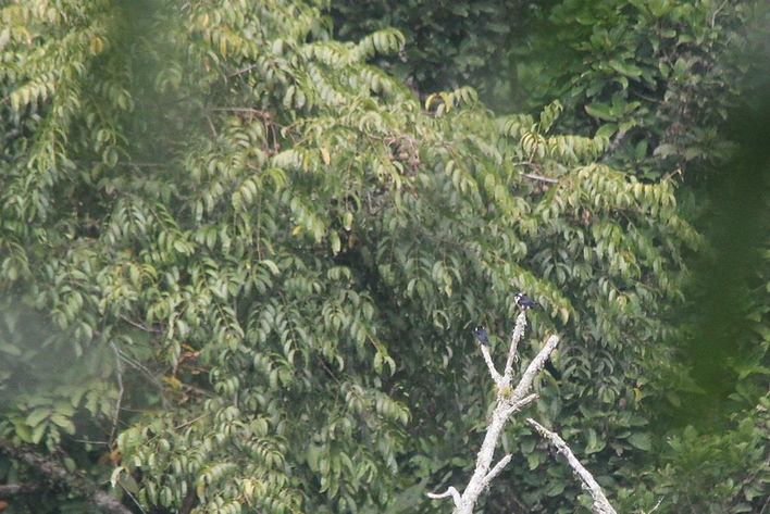 A pair of perched Black-thighed Falconet