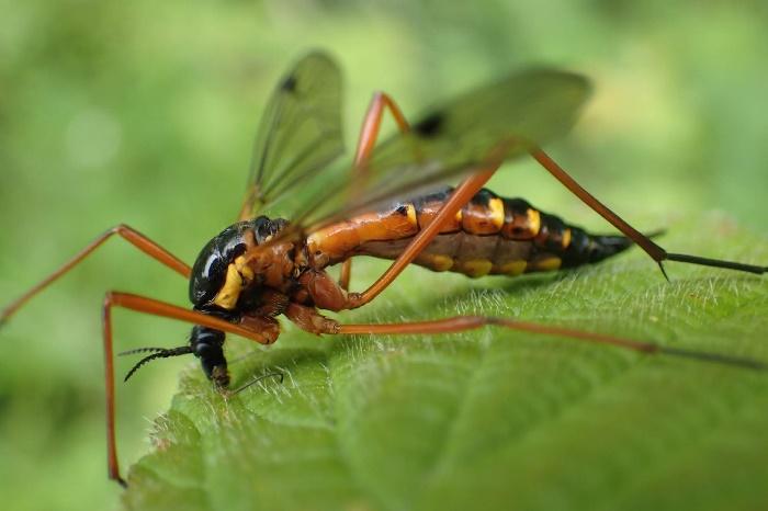 A Nationally Scarce cranefly