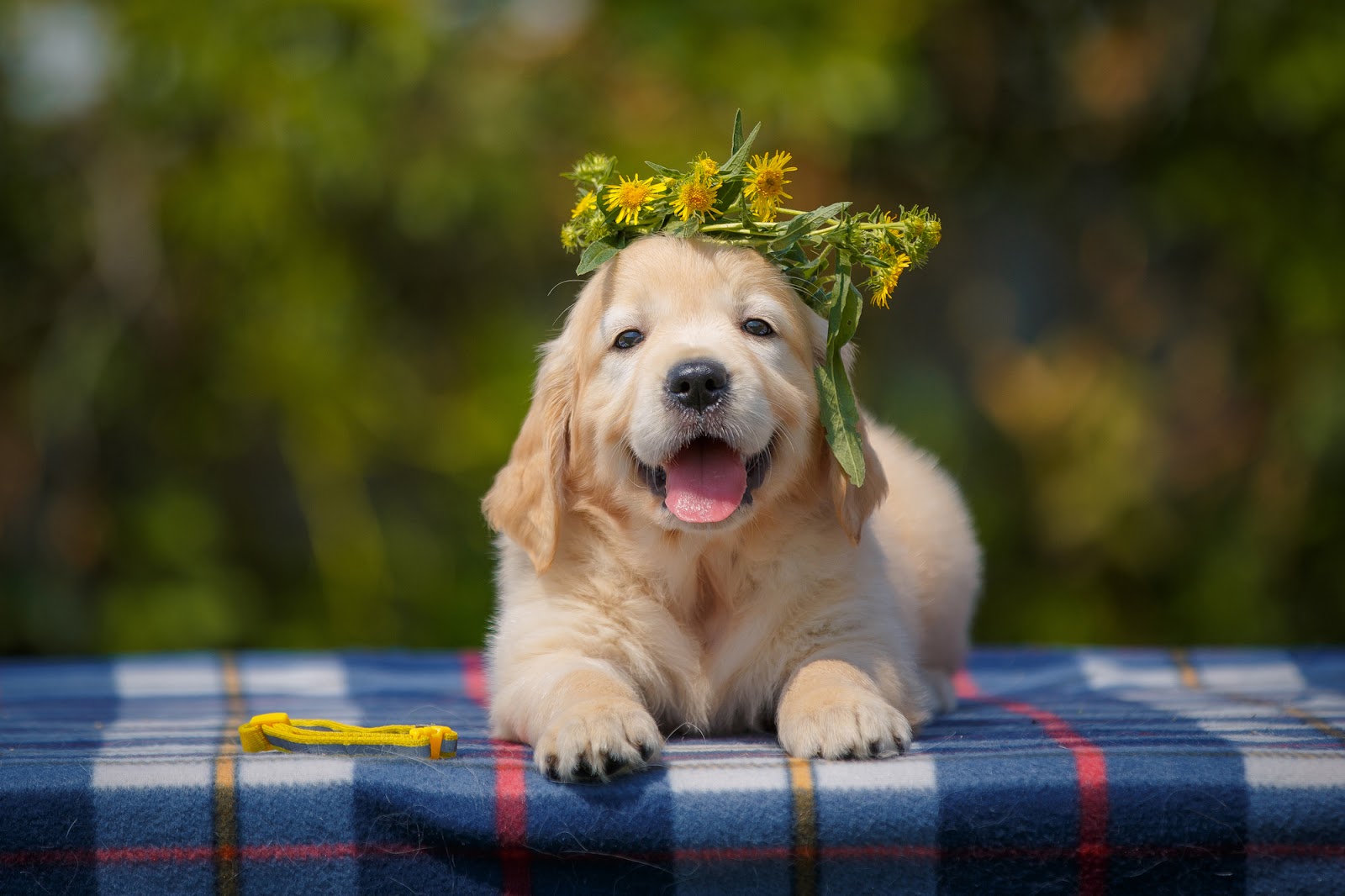 スター犬に会えるチャンス「稚内市動物ふれあいランド」