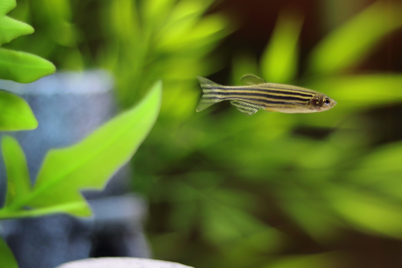 Zebra danio