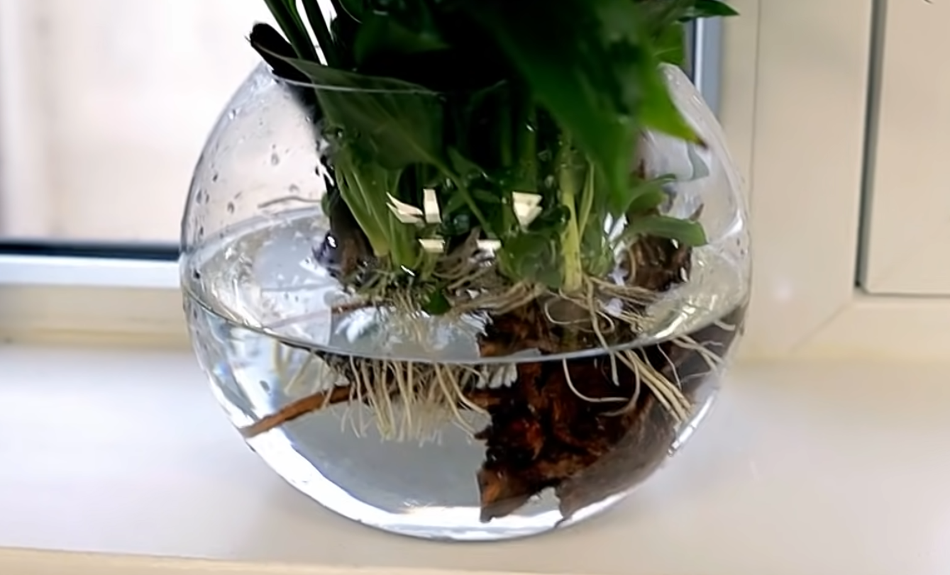 Peace lily roots in water