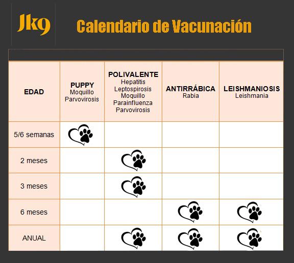Cuánto vacunar a un perro y cuándo que hacerlo? - Original Julius