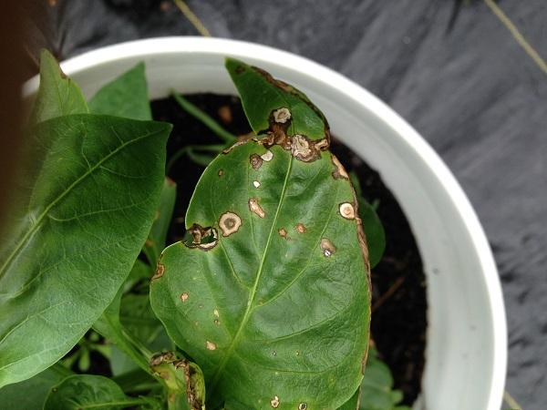 Bacterial Leaf Spot