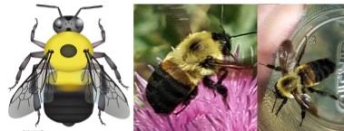 Brown-belted bumble bee images