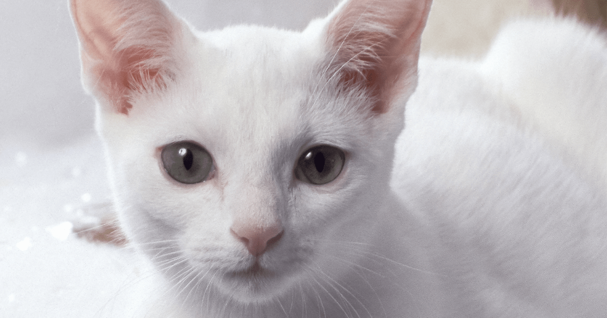 Close-up of white cat