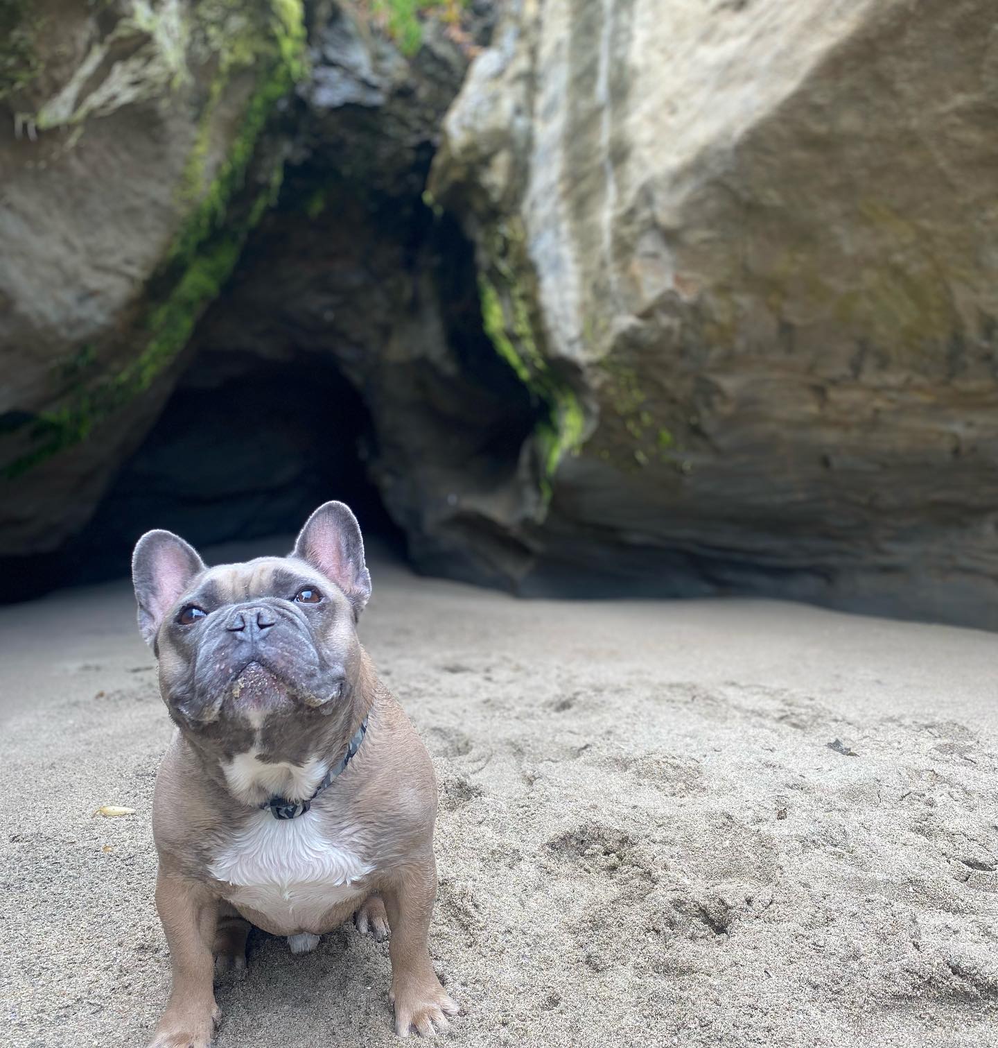 Theodore the Blue Fawn Frenchie