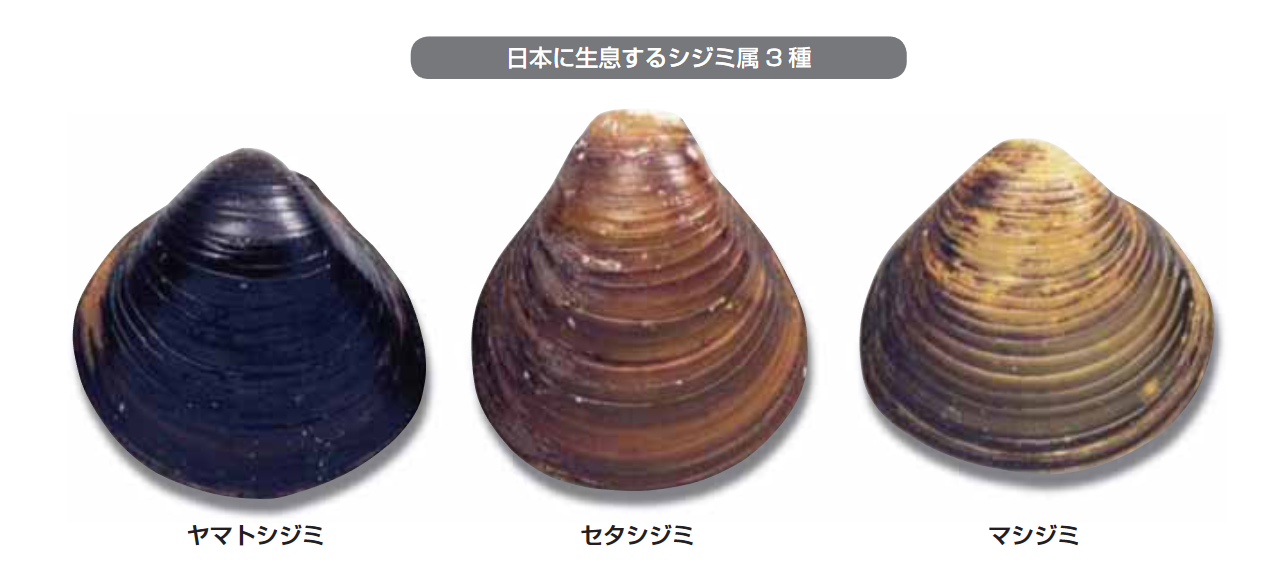 日本には3種類のしじみがいる