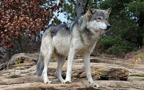 Resultado de imagen de lobo gris