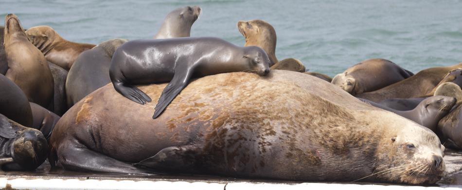 https://www.sanctuarycruises.com/captains_log/wp-content/uploads/2012/03/steller_moss_landing.jpg