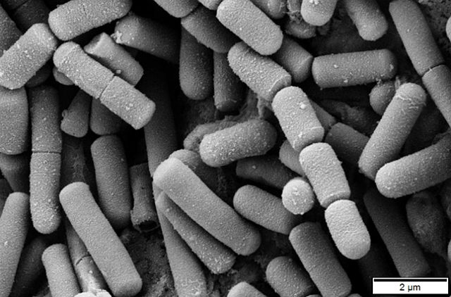 Bactérias - bacilos