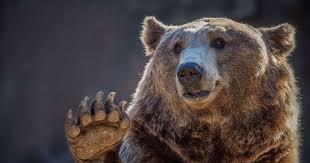 Este oso escalador te dejará boquiabierto