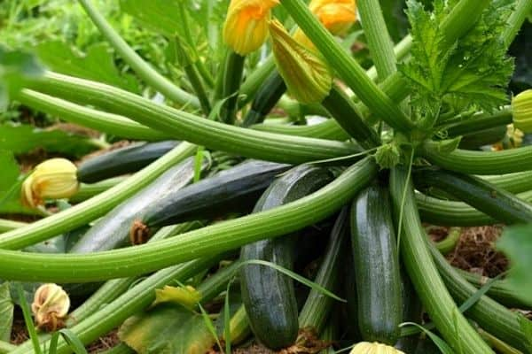 Ideal Temperature Range for Zucchini