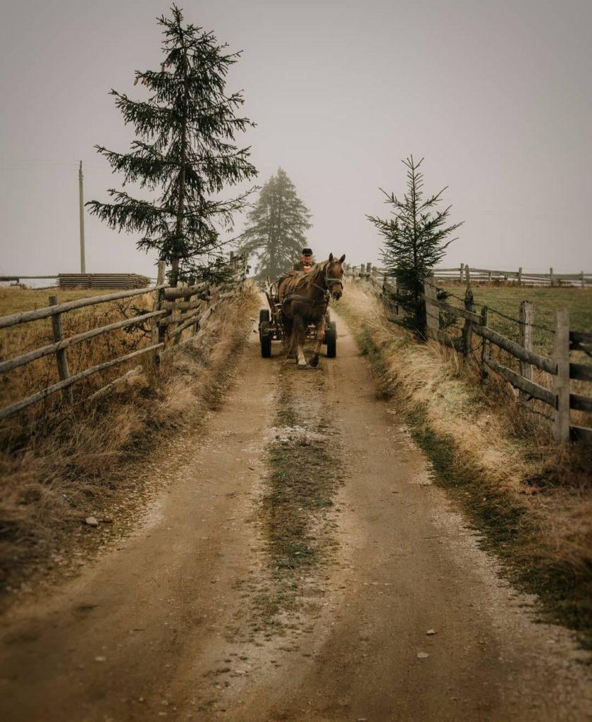 Horse drawn carriage in a Romanian village coming down a dirt road facing the camera