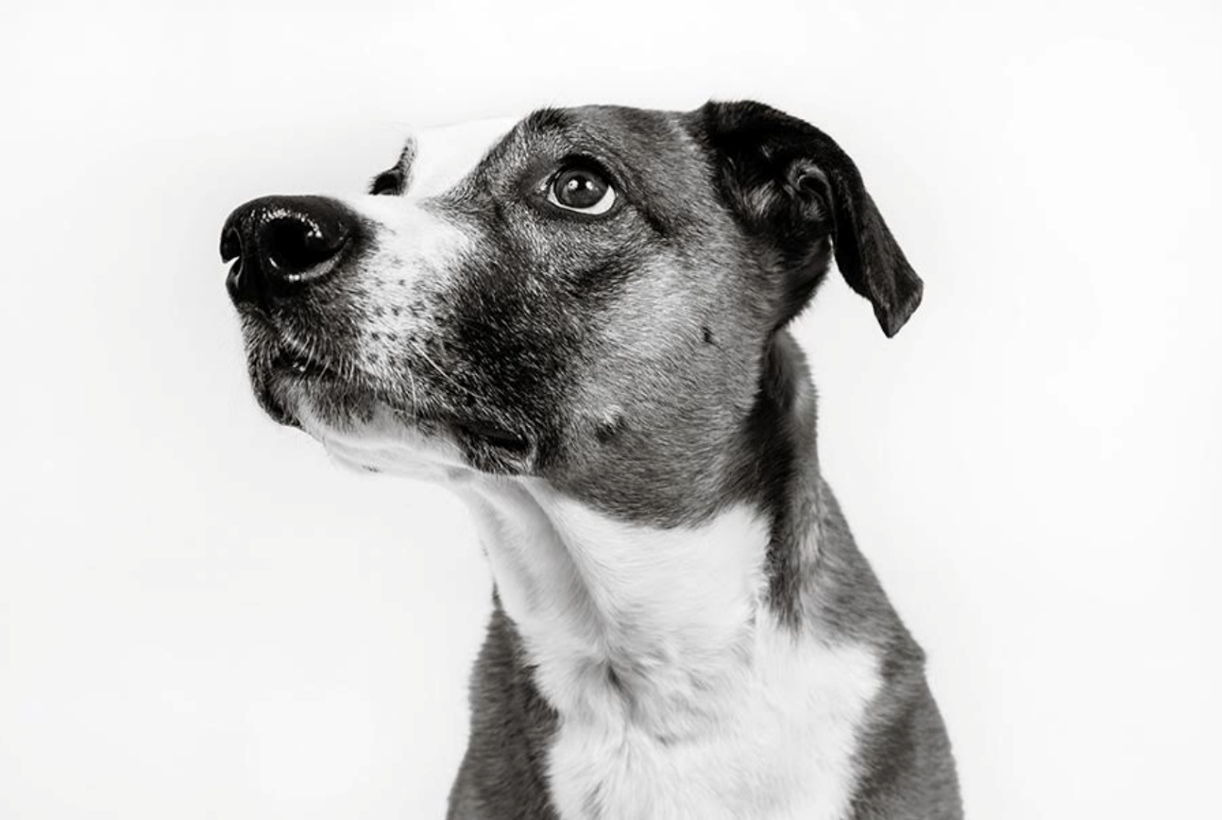 A black and white dog

Description automatically generated