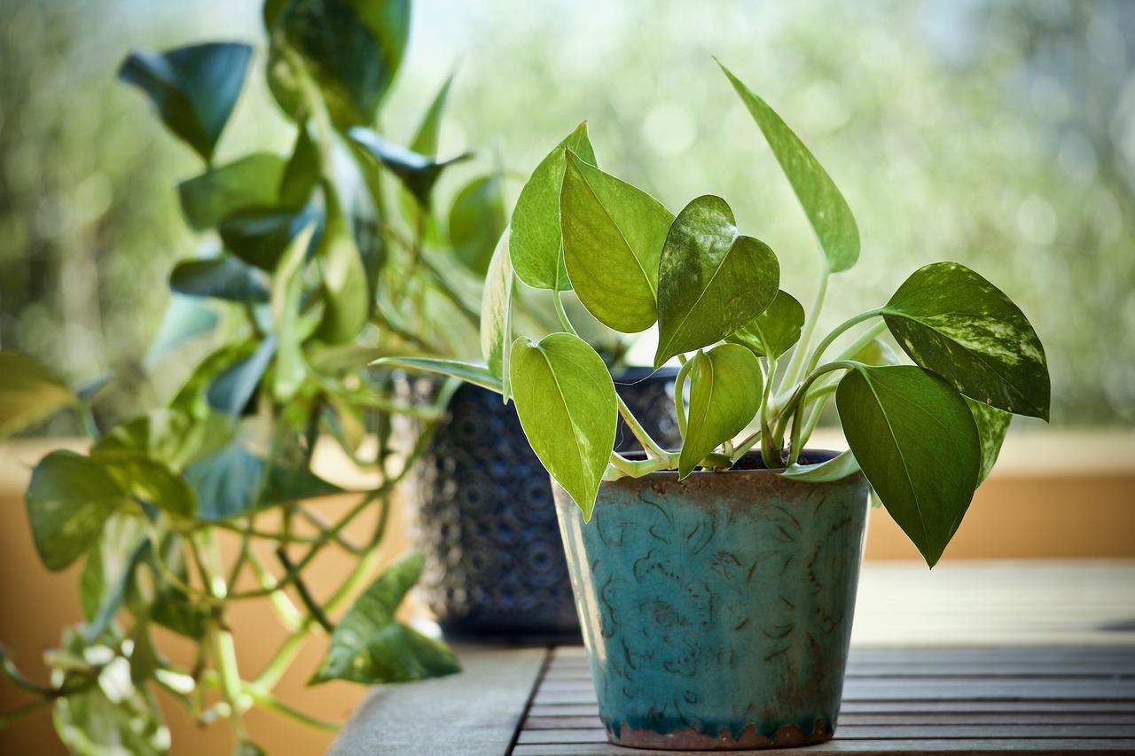 Potted pothos plants