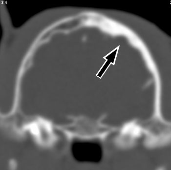 Bone window transverse CT image of the same dog illustrated in Figure 28