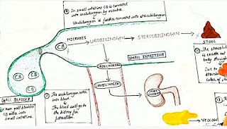 process after bile formation in liver and their path in intestine