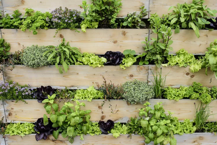 Vertical gardening keeps plants healthy.