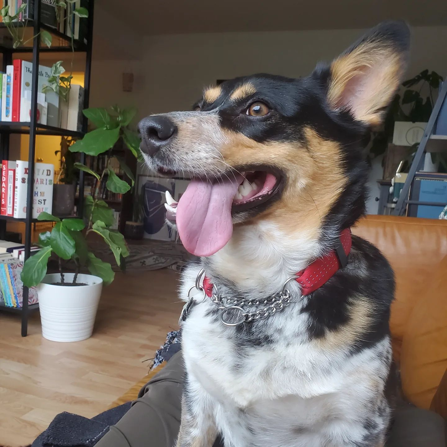 Kiddo the cowboy corgi