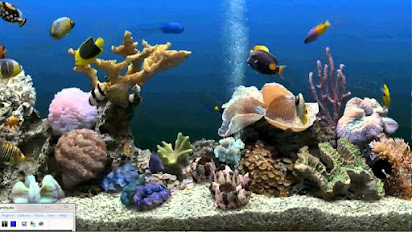 Download Wallpaper Aquarium 3d Bergerak Images Hewan Lucu Via Hewan Lucu Blogspot Com Image Num 6