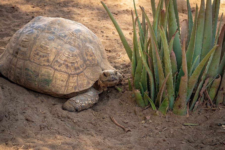 Can Tortoises Eat Aloe Vera