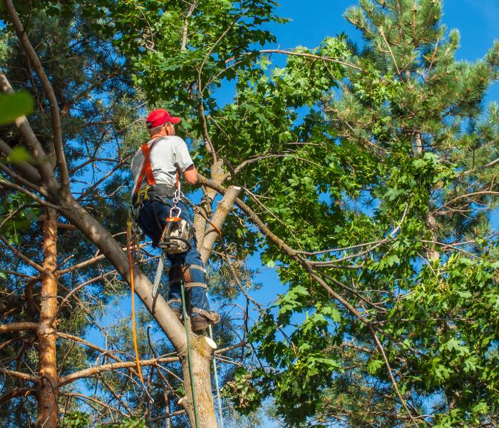 Is Your Tree Healthy, or Do You Need a Tree Service in MA?