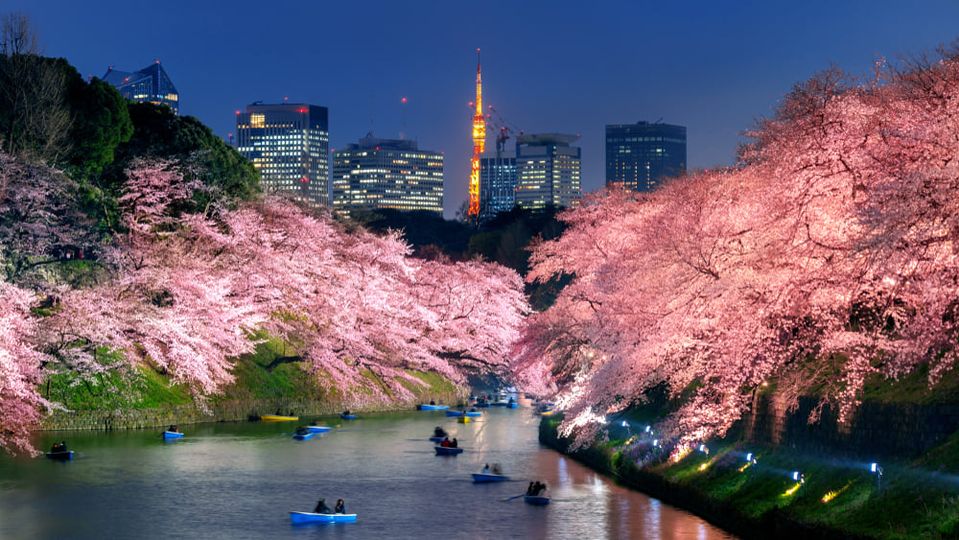 6 สถานที่สำหรับชมดอกซากุระช่วงฤดูใบไม้ผลิยอดฮิตในเมืองโตเกียว ที่ไม่ควรพลาด ! 12