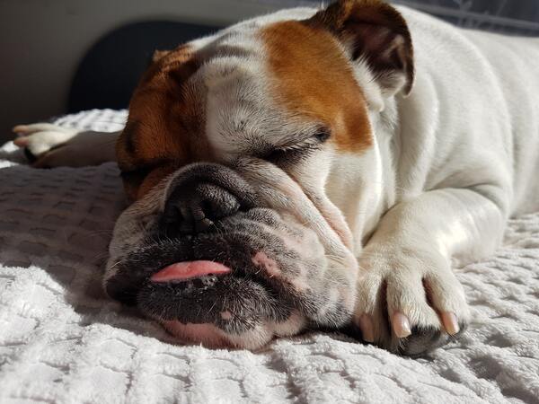 cachorro dormindo com a língua para fora