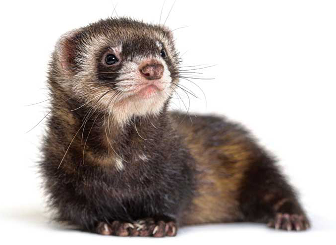 Adrenal Gland Disease Ferrets
