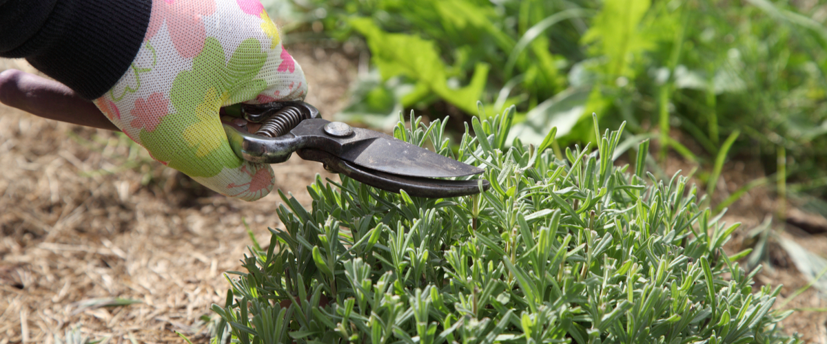 Tuincentrum De Schouw | Tips voor het snoeien van lavendel