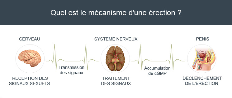 Quel est le mécanisme d'une érection ?