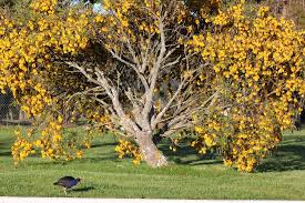 Image result for kowhai tree