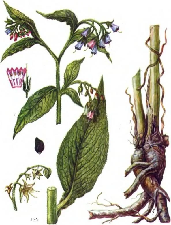 D:\0 wd yedek\acr yedek\1 film indirme\sovremennaya_fitoterapiya_dosyalar\image223.jpg
