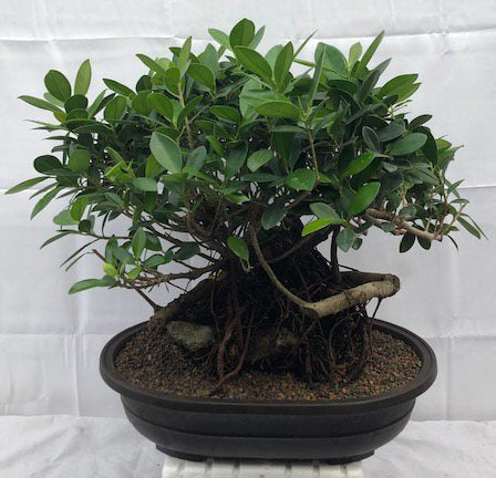 Ficus Bonsai Tree: Everything You Need To Know