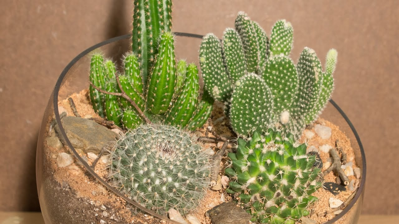 Terrariums cactus ศิลปะแห่งการปลูกแคคตัสและไม้อวบน้ำ 1